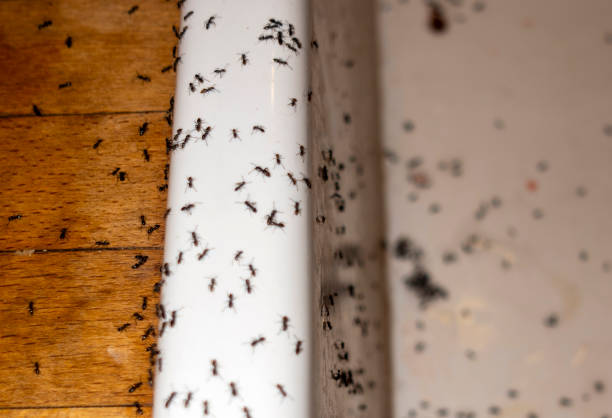 Best Affordable Pest Control Services  in Point Mackenzie, AK