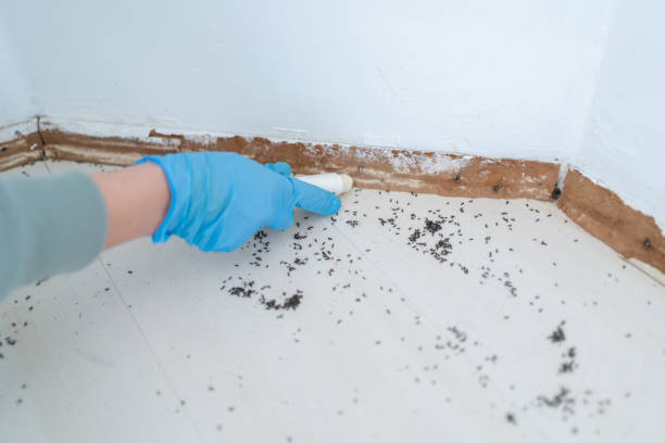 Best Flea Control Services  in Point Mackenzie, AK